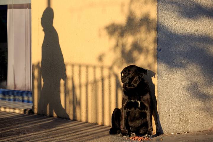 Horror en Puerto Montt: queman vivo a perro comunitario en presunto ritual satánico