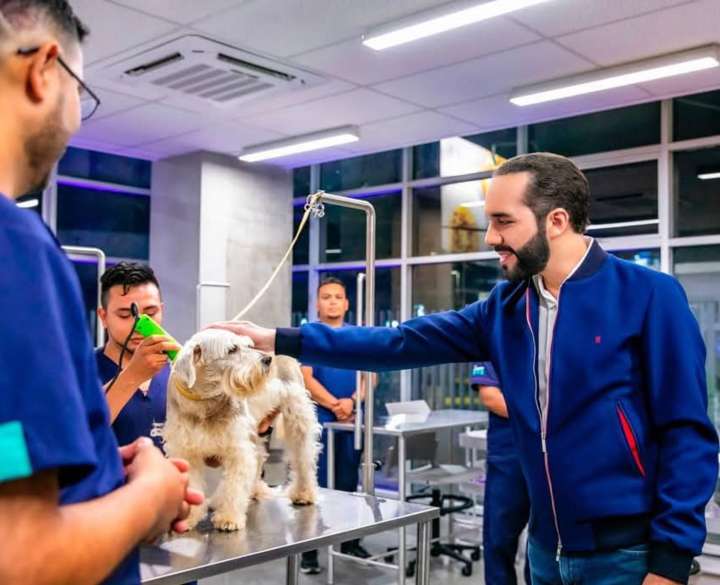 Bukele de El Salvador cambia el puño de hierro por la palma abierta en una nueva cruzada: salvar a los animales callejeros