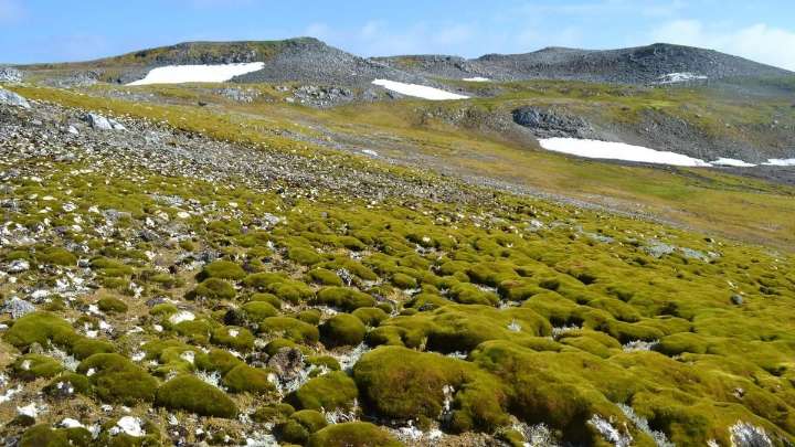 La Antártida "reverdece" a un ritmo alarmante por el calentamiento global
