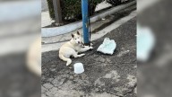 California Puppy Found Tethered And Harassed On Street Begins Healing With Foster Family