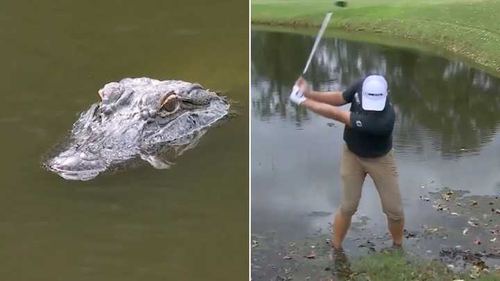 Heart-stopping moment pro golfer plays ball from lake just yards from watchful ALLIGATOR