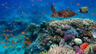 Los científicos no dan crédito al descubrimiento: nada será igual en la profundidad del mar