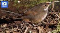 Songbird heard for first time since 1890s in WA park