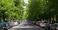 UK drivers warned not to park under these three types of trees