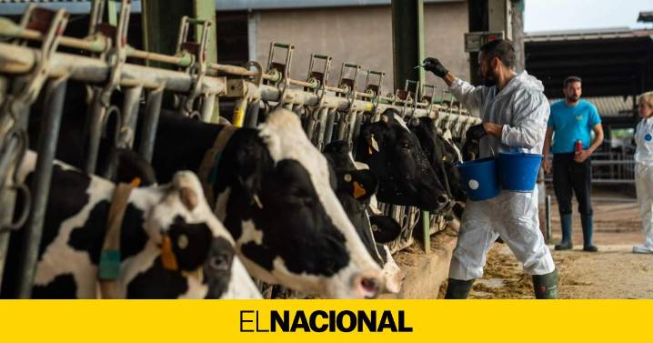 Guerra a contrarreloj para frenar la dermatosis bovina en las granjas catalanas
