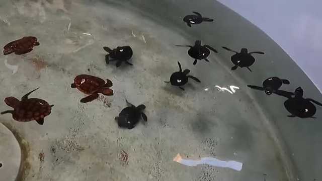 Volusia: Marine Science Center caring for 100 baby turtles