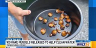 TVA to release over 100 rare Appalachian muscles in the Powell and Clinch Rivers to help clean water