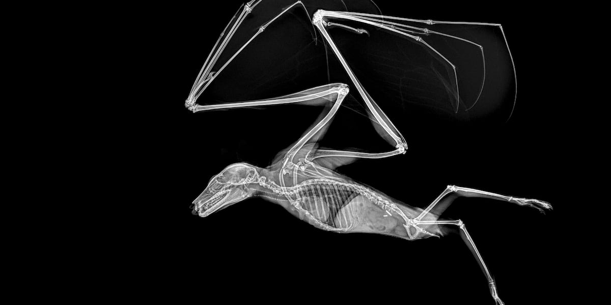 Inside look: Oregon Zoo’s high-tech x-rays reveal the wild side of animal care