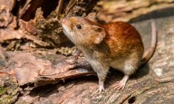 ¡Atención, hantavirus! Insisten en mantener la higiene para evitar el contagio