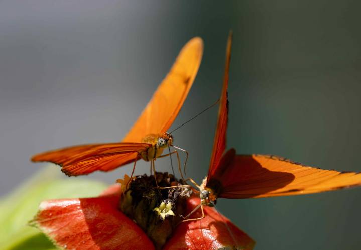 Costa Rica apuesta por las mariposas para revitalizar la ciencia y los medios de vida rurales