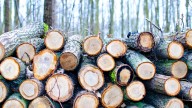Gremios se despliegan por aranceles a importaciones de madera y piden impulsar la "demanda local" ante "probable caída externa"