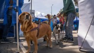 Bogotá habilitará más de 130 puntos para vacunar gratis a perros y gatos contra la rabia: ¿dónde y cuándo?