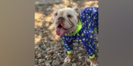 Dog found tied to gate, shot now adopted