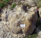 Nuevas huellas de Iguanodon en Allepuz, Cedrillas y Jorcas (Teruel)