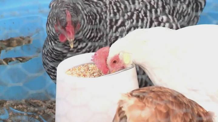 Grant County Health District reports first case of avian flu found in commercial poultry
