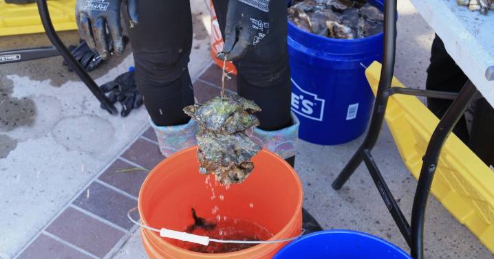 Your shucked oysters could help shore up the Orange County coast