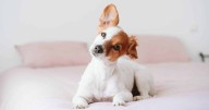 11 Ways to Treat & Prevent Ear Infections in Dogs