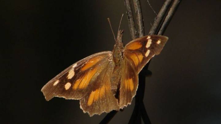 Aparecen las mariposas pinocho en los dos Laredos; van al sur