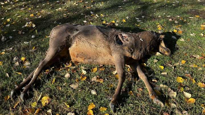 Idaho Fish and Game asks for public help solving wildlife crimes, elk left to waste