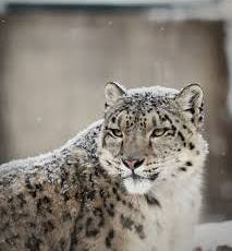 El biólogo brasileño Gustavo Figueirôa enfrenta temperaturas de -20 °C en el Himalaya para observar al esquivo leopardo de las nieves