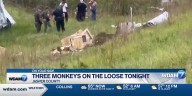 Three monkeys on the loose in Jasper County