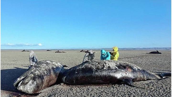 Encontraron 26 orcas muertas en Tierra del Fuego