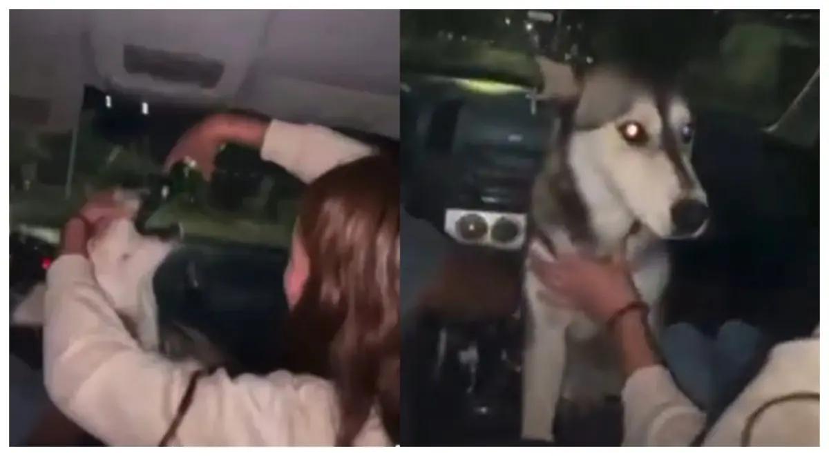 Indignación en Chihuahua: jóvenes alcoholizan a una perrita; autoridades investigan el caso
