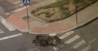 ¿Sabe usted que los jabalíes siguen vagando por las calles de Ourense?