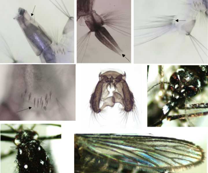 Detectan nueva especie invasora de mosquito en Yucatán, ¿Qué se sabe y cuál es la alerta?