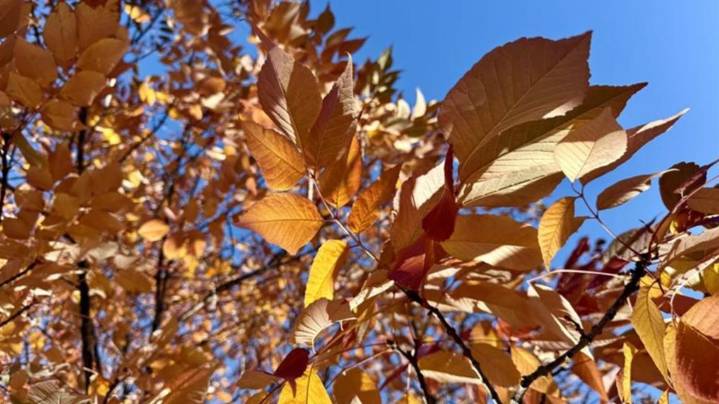 Why fall colors may fade faster than usual in Washington this year