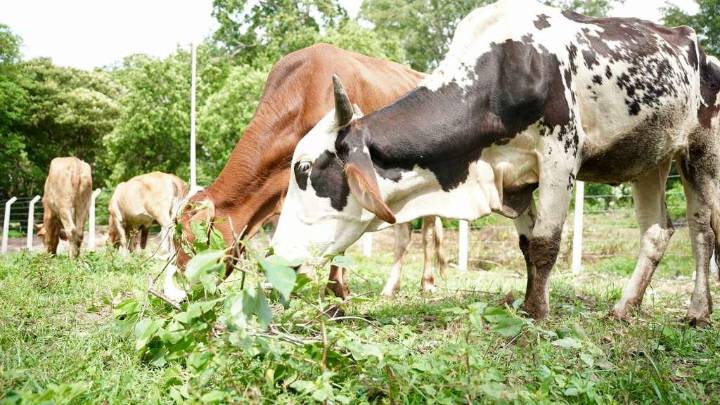 Gobernador de La Guajira impulsa educación, agro y deporte en el municipio de Urumita
