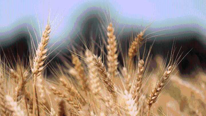 Cabinet hikes wheat MSP by Rs 160 per quintal to Rs 2,585
