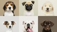 Así funciona el test que dice qué raza de perro se adaptará mejor a tu personalidad... y cuál no