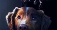 Good boy: La Película de Terror Canina ya tiene fecha de estreno en México