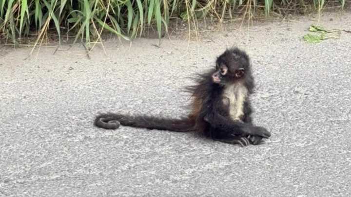 Aparece un Mono Araña Deambulando por Calles de Tecamachalco en Puebla