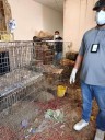 Aseguran a 338 mascotas maltratadas en un año