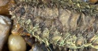 ‘Alien-like’ creature washes up on beach