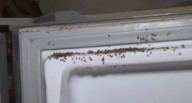 VES: plaga de mosquitos invade hogares y vecinos exigen respuesta inmediata de las autoridades últimas
