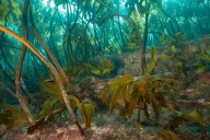 NZ’s first marine reserve is turning 50 – the lessons from its recovery are invaluable