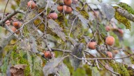 El caqui americano: un fruto otoñal con historia y sabor
