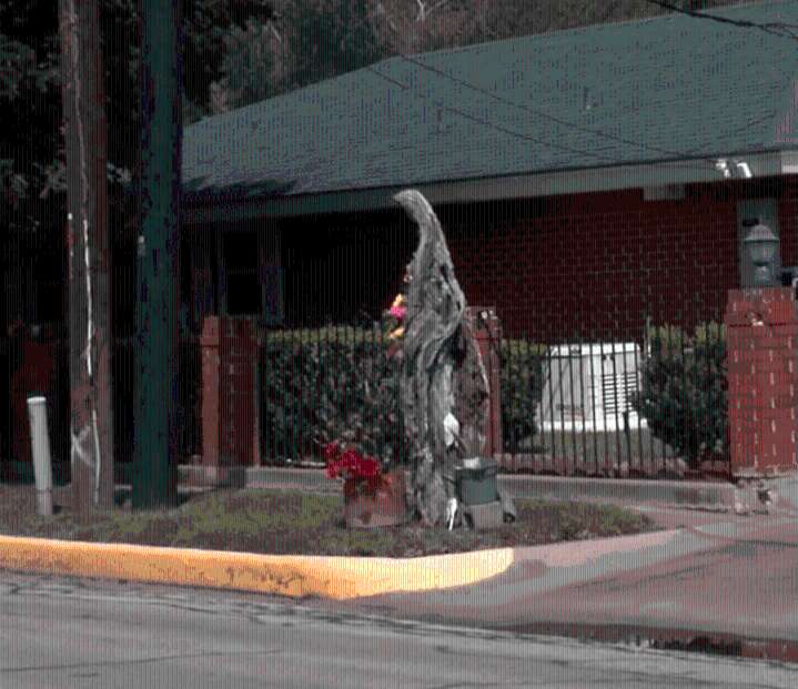 Harlingen mesquite tree shows silhouette of the Virgin Mary