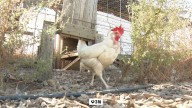 La curiosa alternativa para ahorrar en huevos ante la subida de precio: apadrinar una gallina