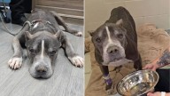 Michigan Family Claims Sick Senior Dog Is A Stray, But Rescuers Uncover The Truth