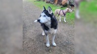 Husky Returned To California Shelter After New Owners Say 'They Didn't Like Him'