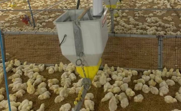 Colombia marca hito histórico: Japón abre oficialmente su mercado a la carne de pollo colombiana