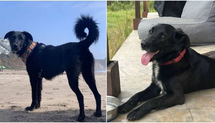 Familia ofrece un millón de recompensa: desesperada búsqueda de perrita desaparecida en Maitencillo