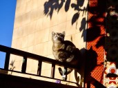 Outdoor cats kill 60 million birds in Canada each year, study finds