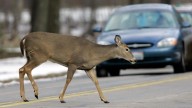 Officials warn drivers to watch for deer and moose this fall