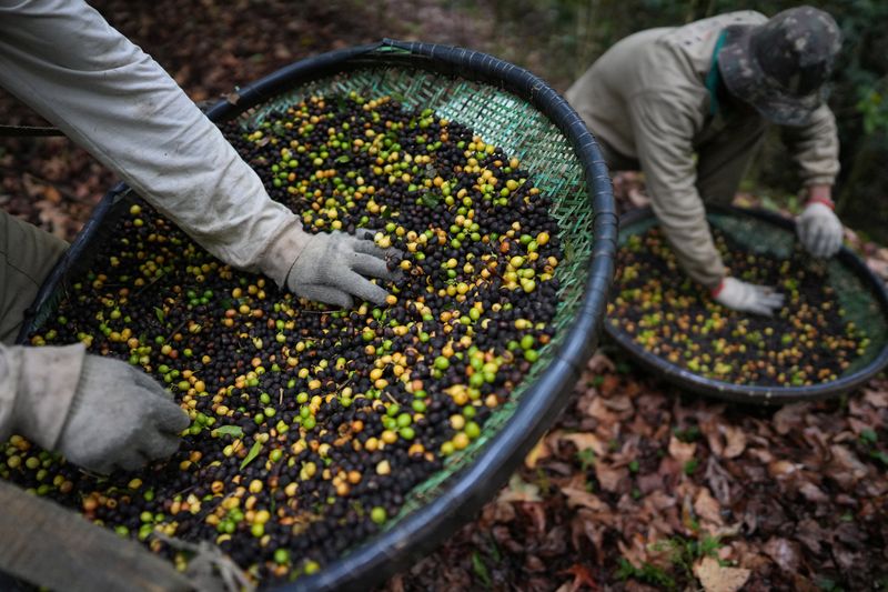 Brazil's Jacu bird poo-poos US tariffs as specialty coffee sector suffers