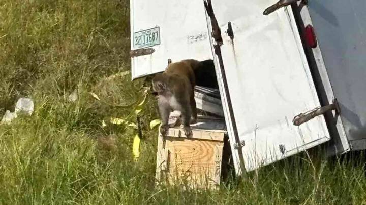 Escaped monkeys ‘destroyed' after Mississippi police are mistakenly told they're a danger